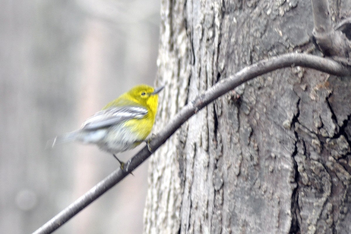 マツアメリカムシクイ - ML652268975