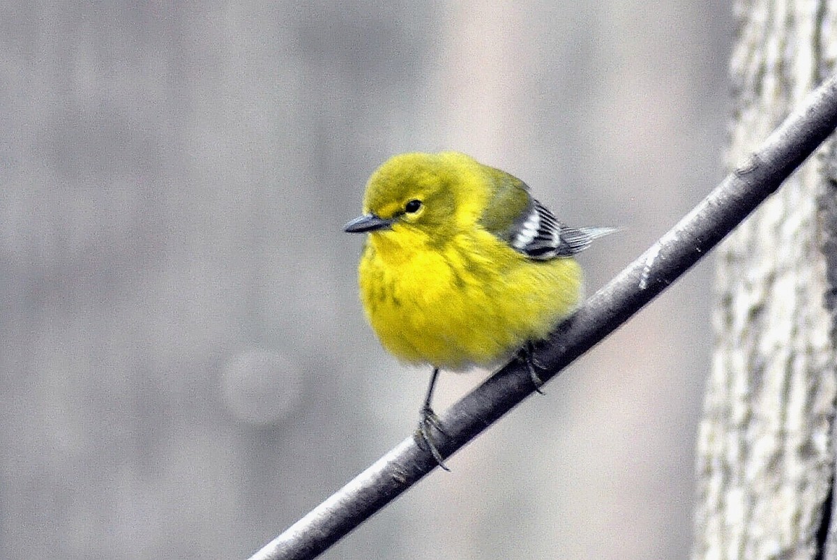 マツアメリカムシクイ - ML652268976