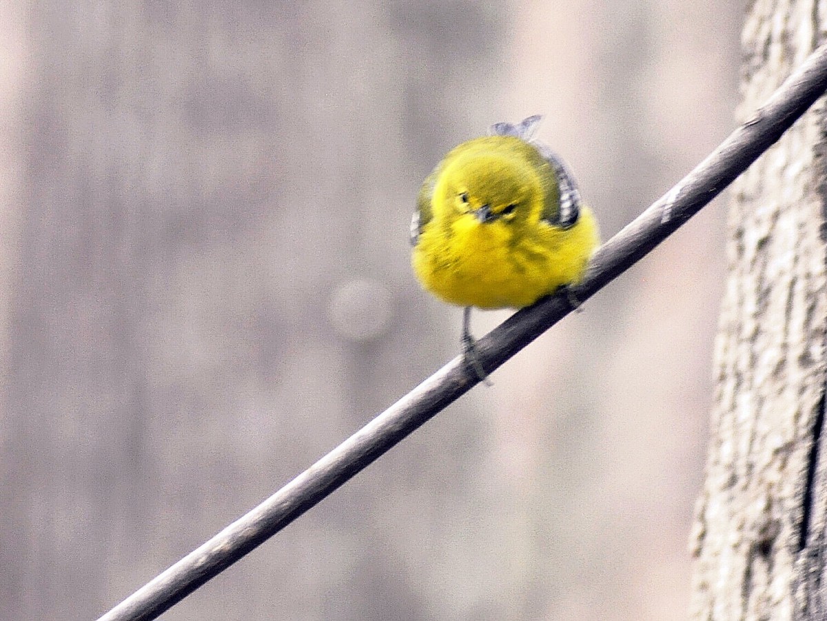 マツアメリカムシクイ - ML652268977