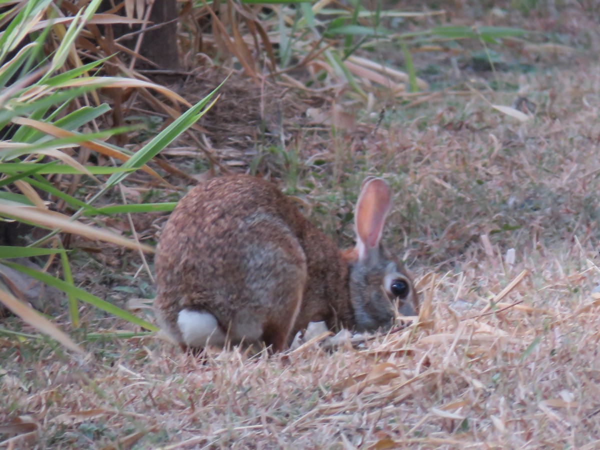 棉尾兔屬 - ML652268981
