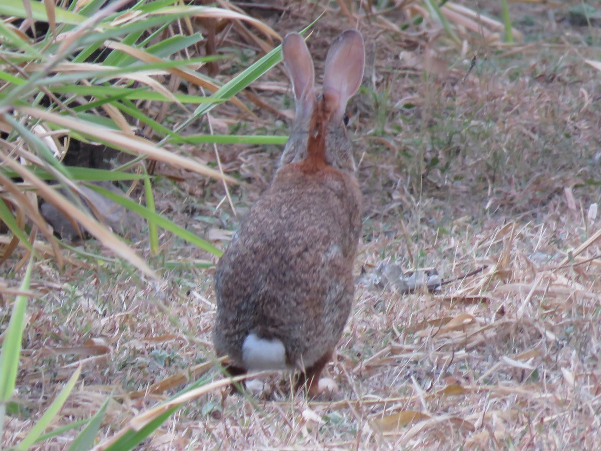 棉尾兔屬 - ML652268982