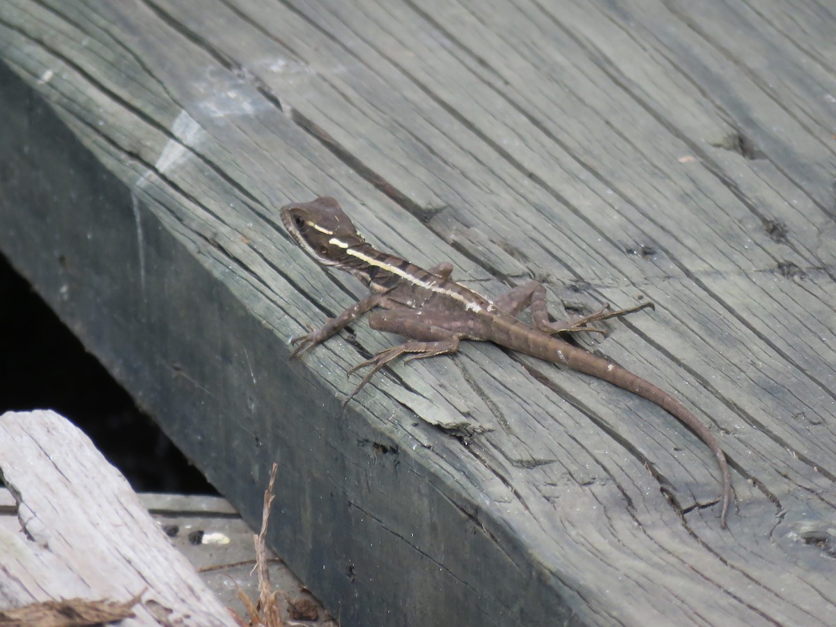 冠蜥屬 - ML652269182