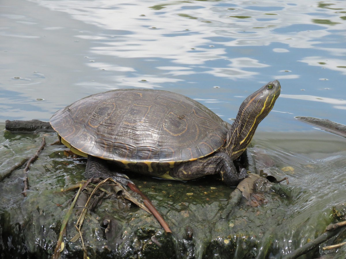 龜鱉目 - ML652269183