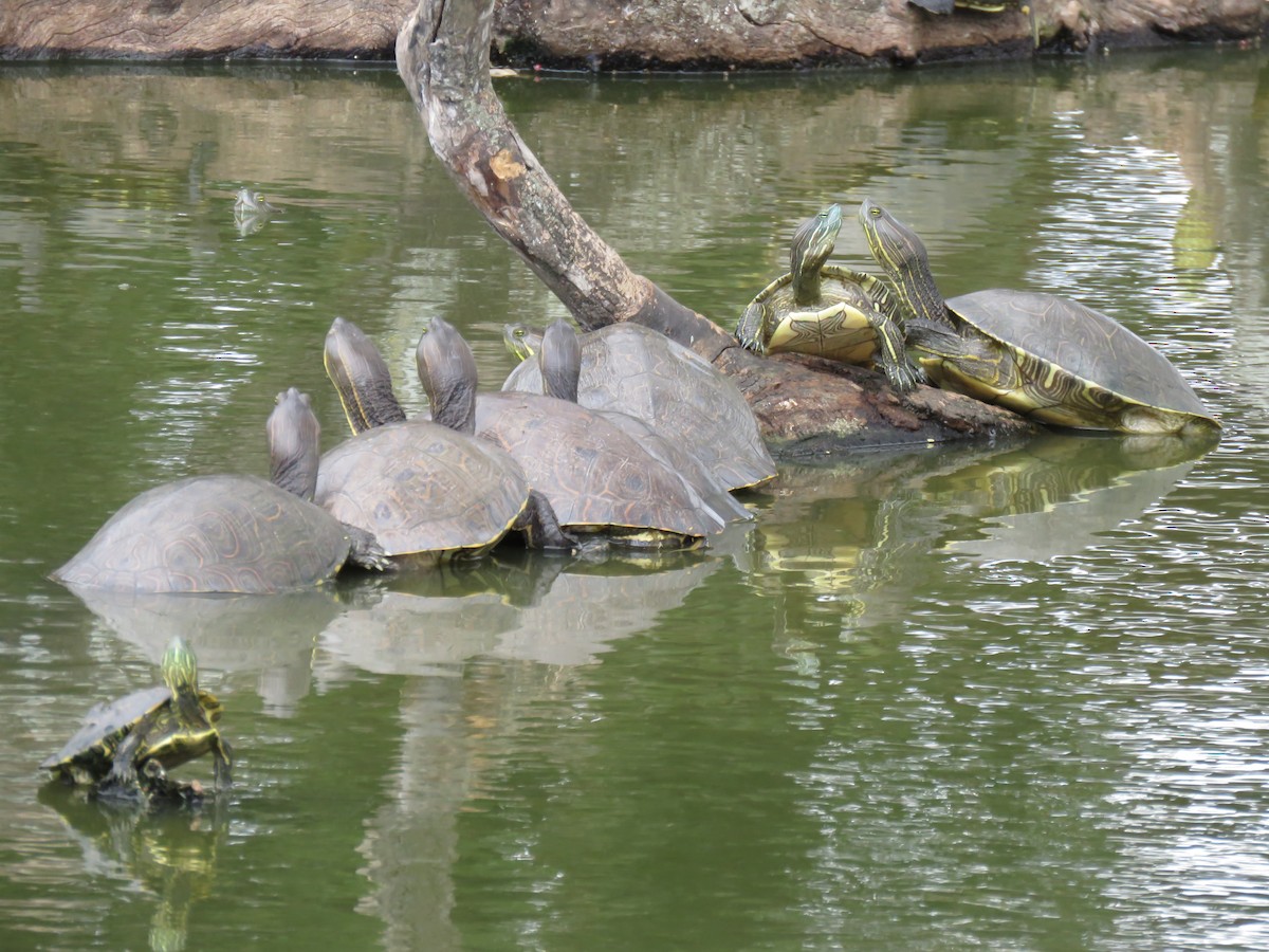 龜鱉目 - ML652269184