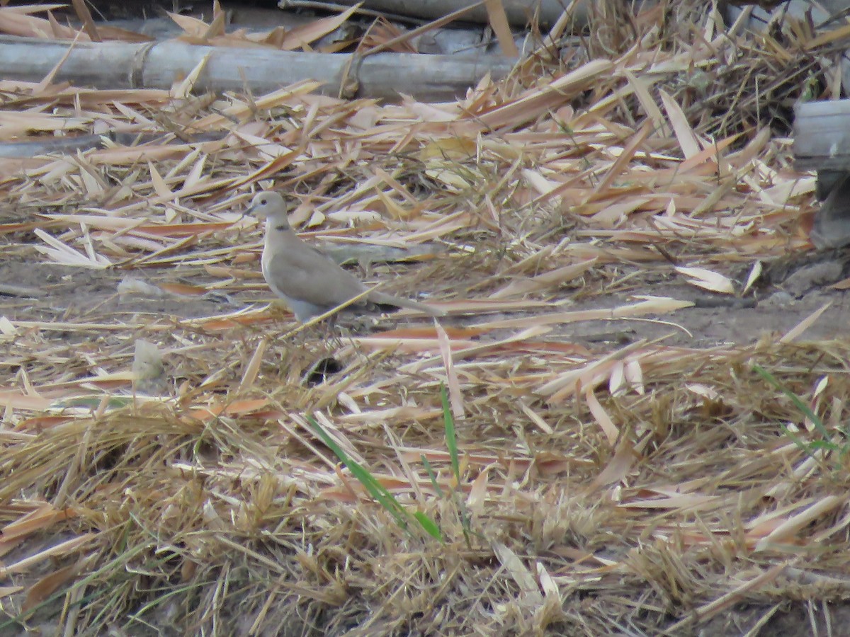 Eurasian Collared-Dove - ML652269417