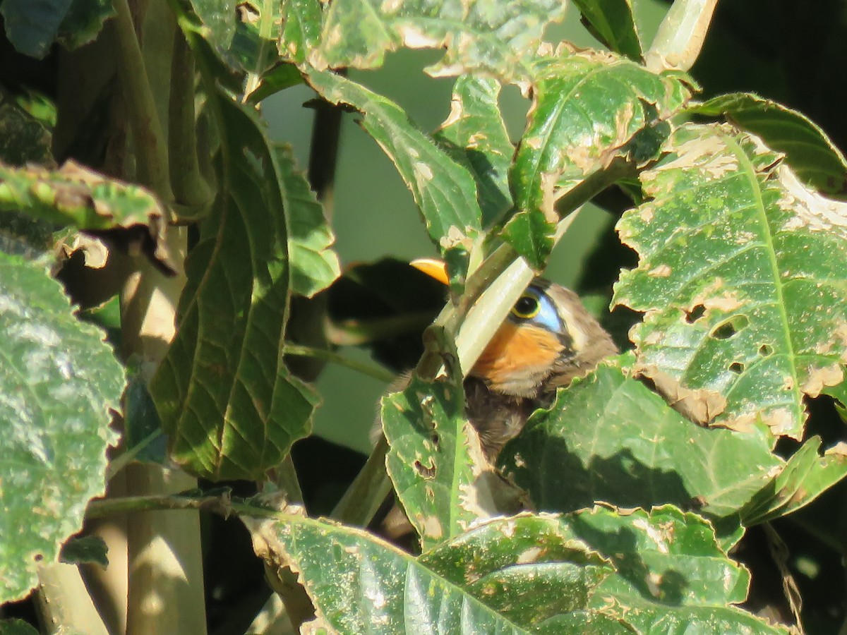 Lesser Ground-Cuckoo - ML652269431