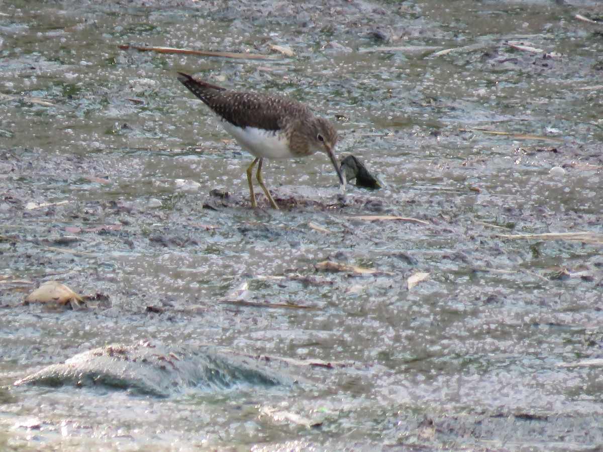 Solitary Sandpiper - ML652269466
