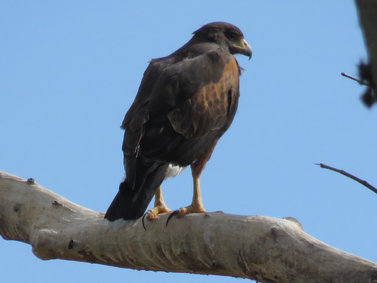 Harris's Hawk - ML652269474