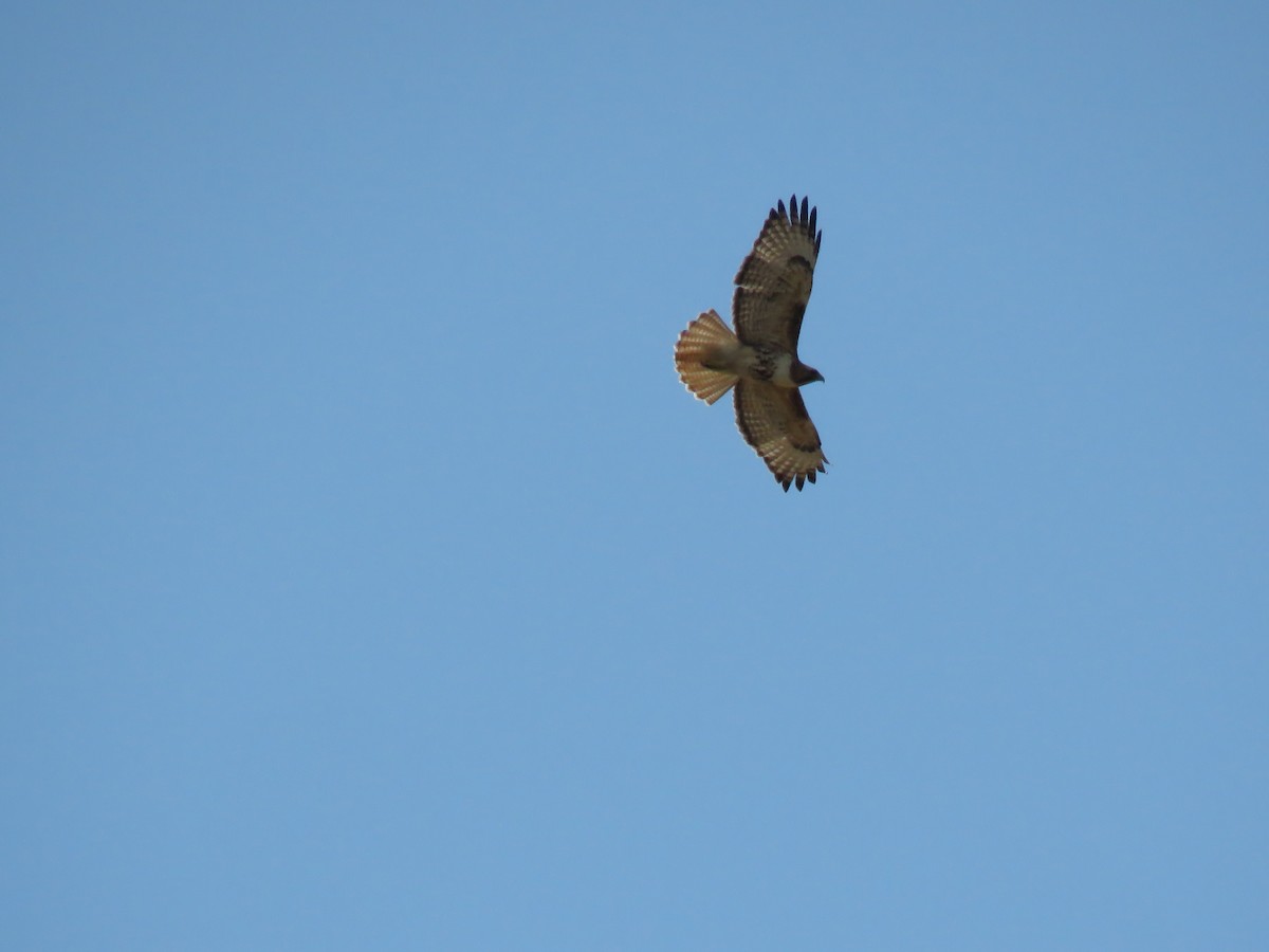Red-tailed Hawk - ML652269481