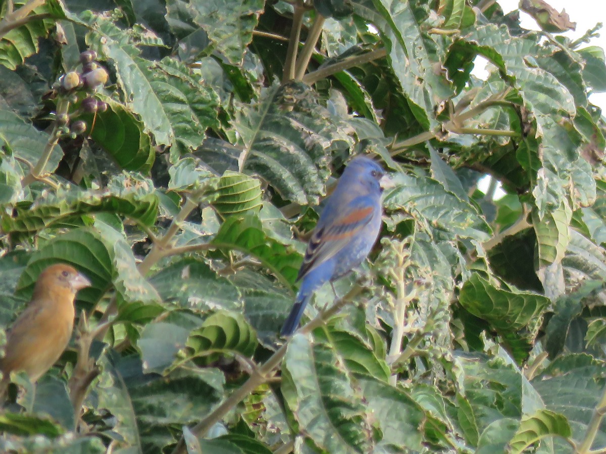Blue Grosbeak - ML652269535