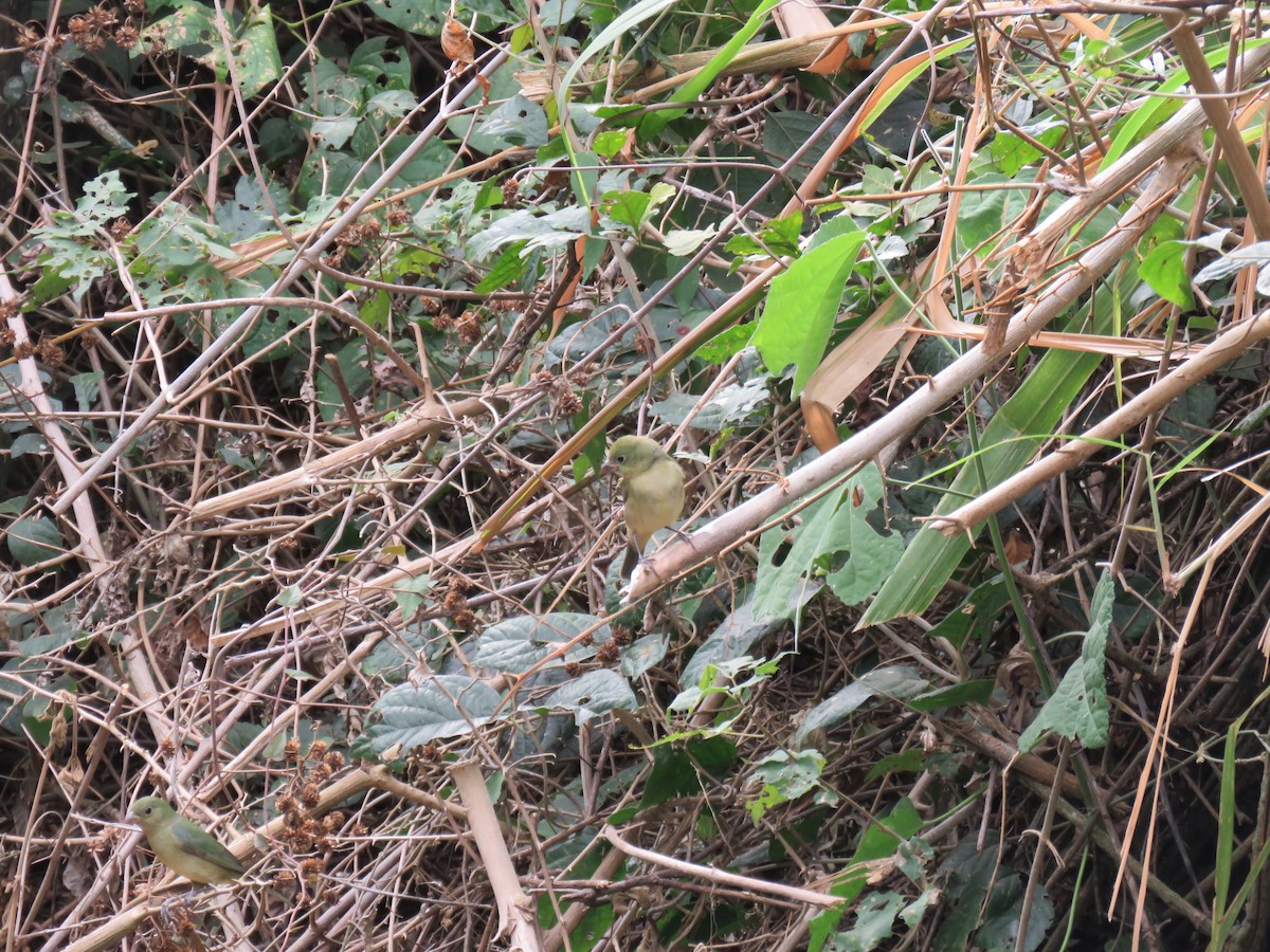 Painted Bunting - ML652269549