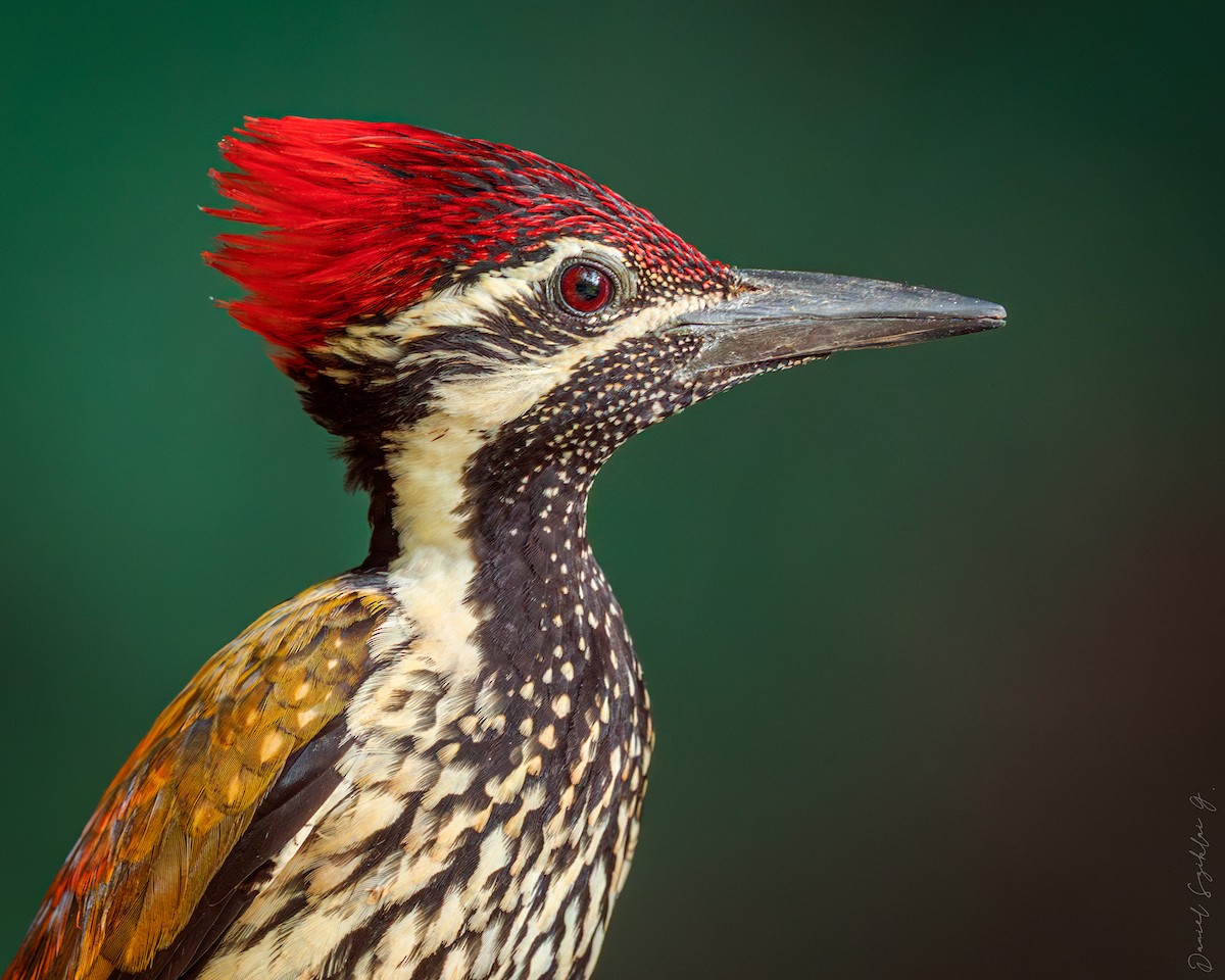 Black-rumped Flameback - ML652269589