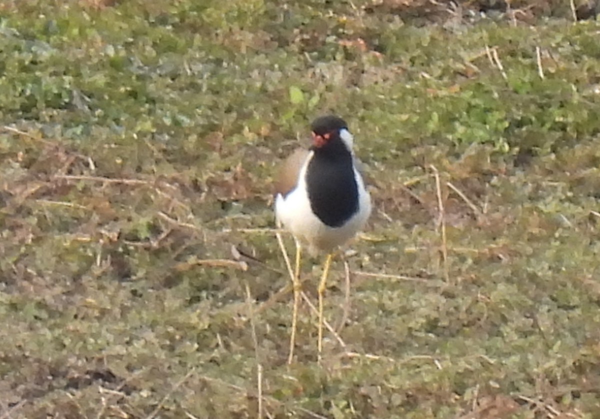 Büyük Kızkuşu - ML652269607