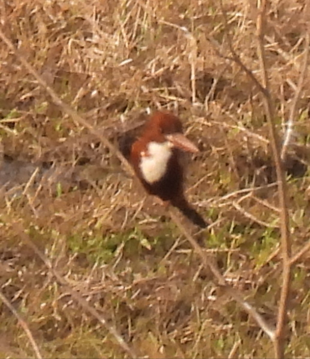 İzmir Yalıçapkını - ML652269615