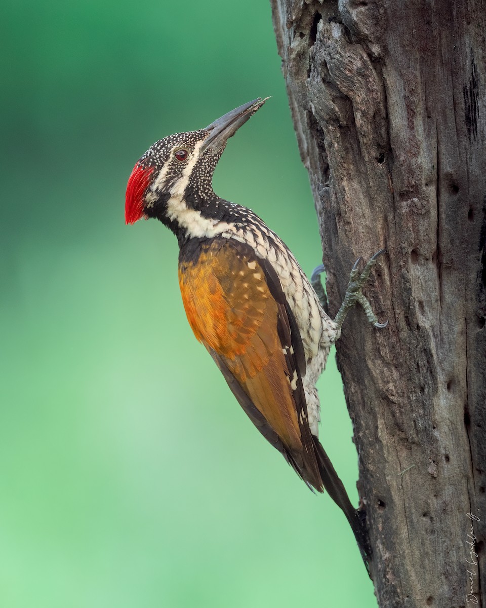 Black-rumped Flameback - ML652269616