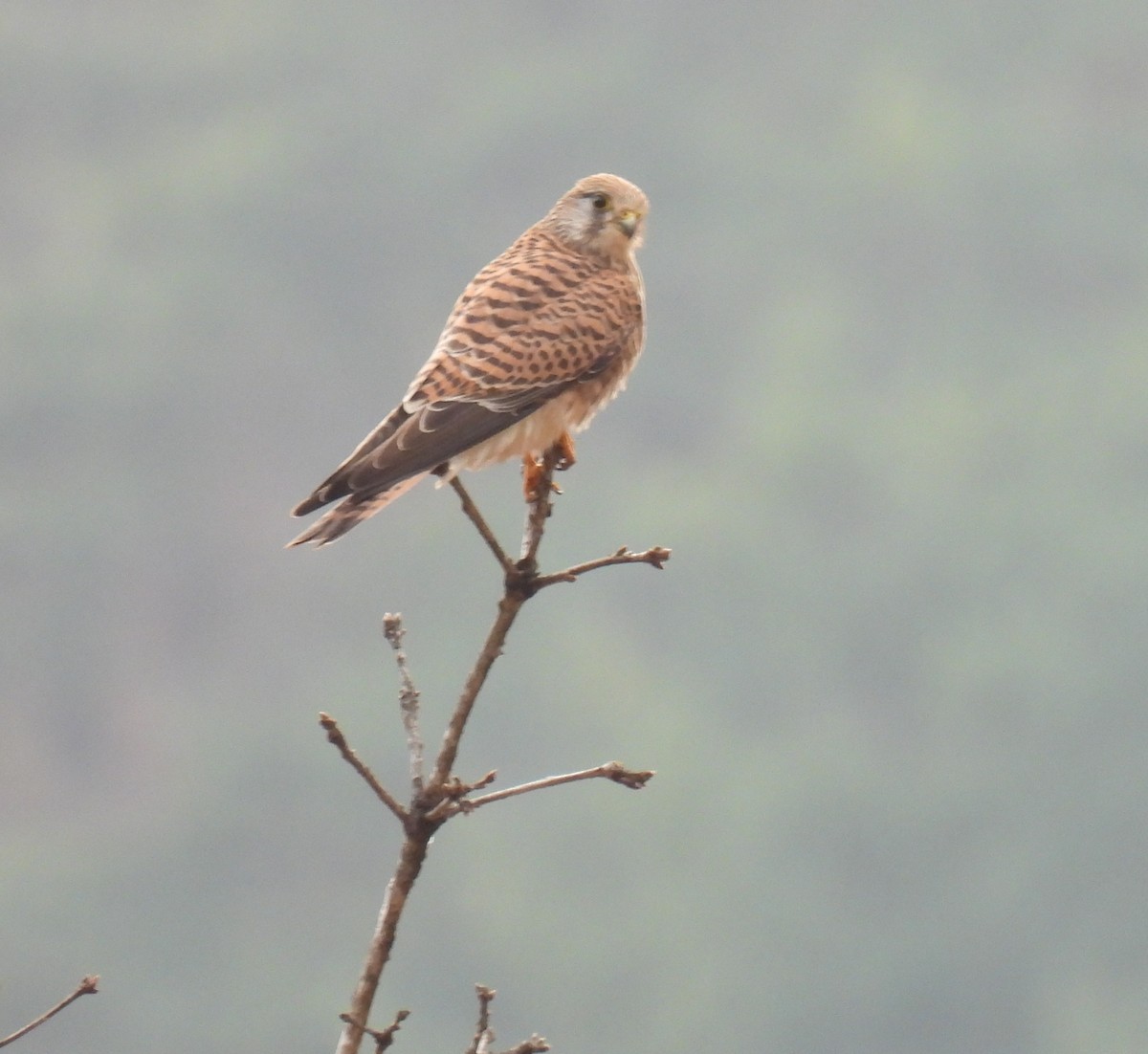 Kerkenez - ML652269619