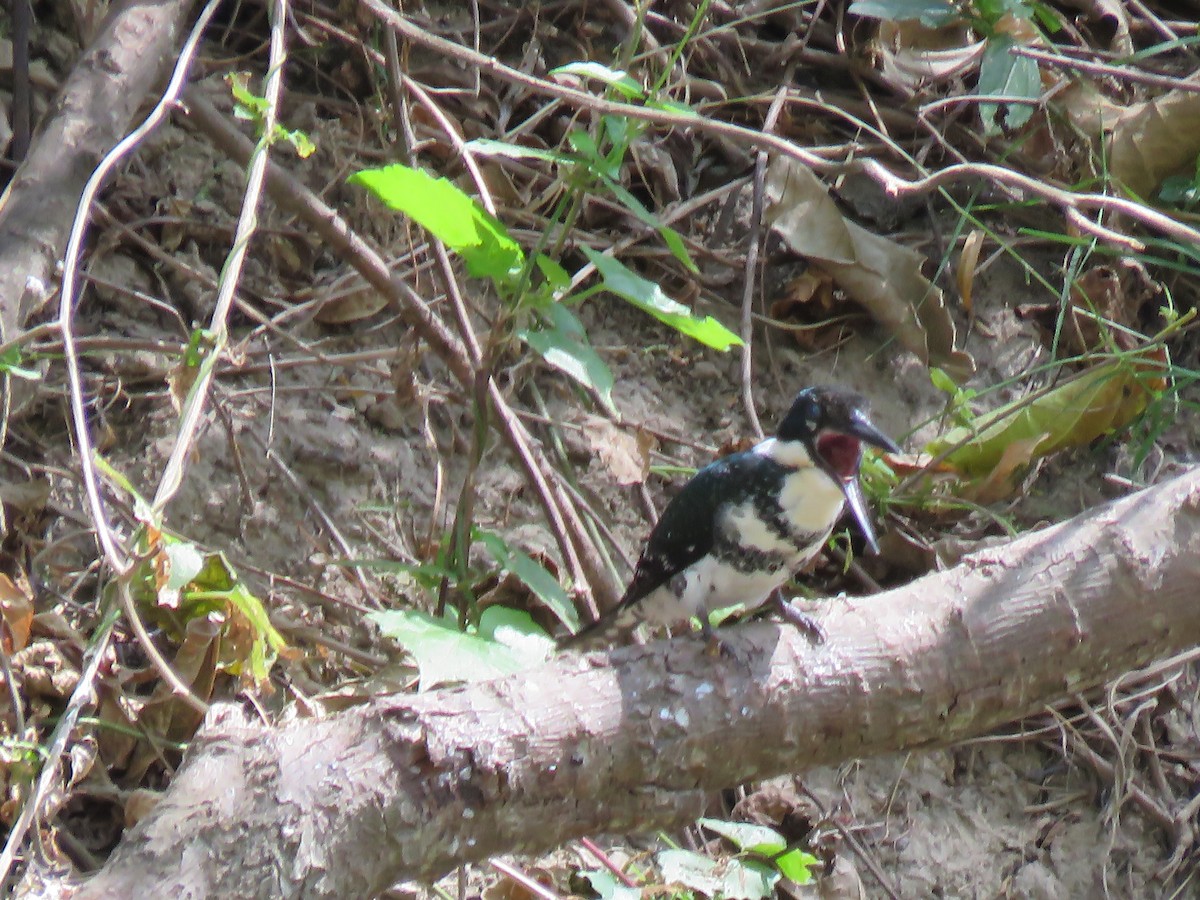 Green Kingfisher - ML652269689