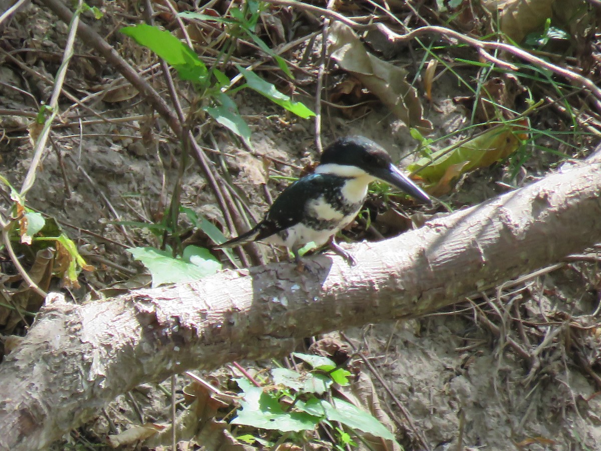 Green Kingfisher - ML652269690
