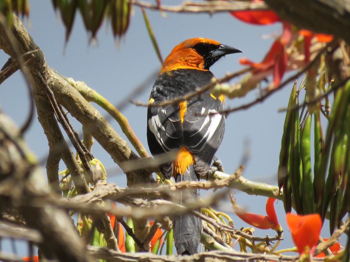 Spot-breasted Oriole - ML652269715