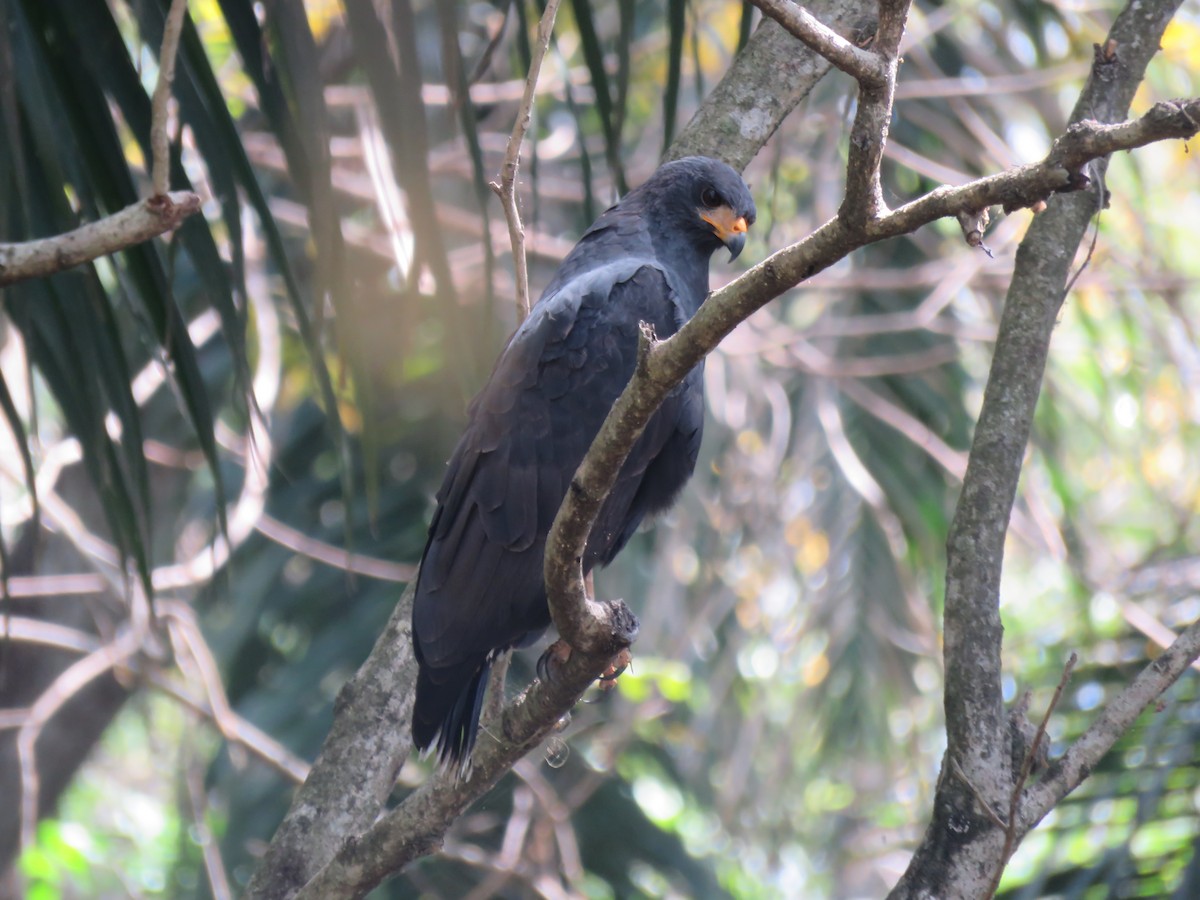 Common Black Hawk - ML652269736