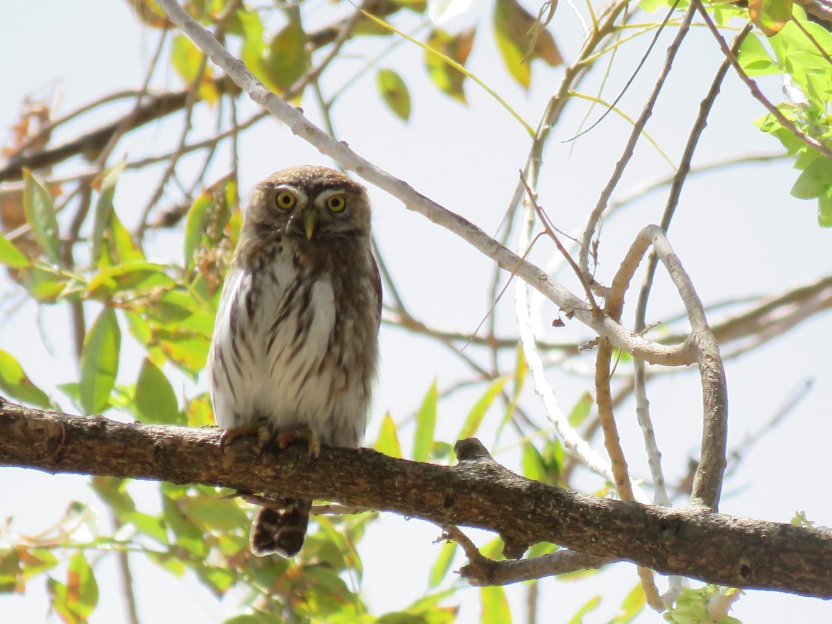 Ferruginous Pygmy-Owl - ML652269750