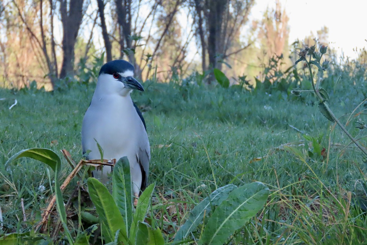 夜鷺 - ML652269765