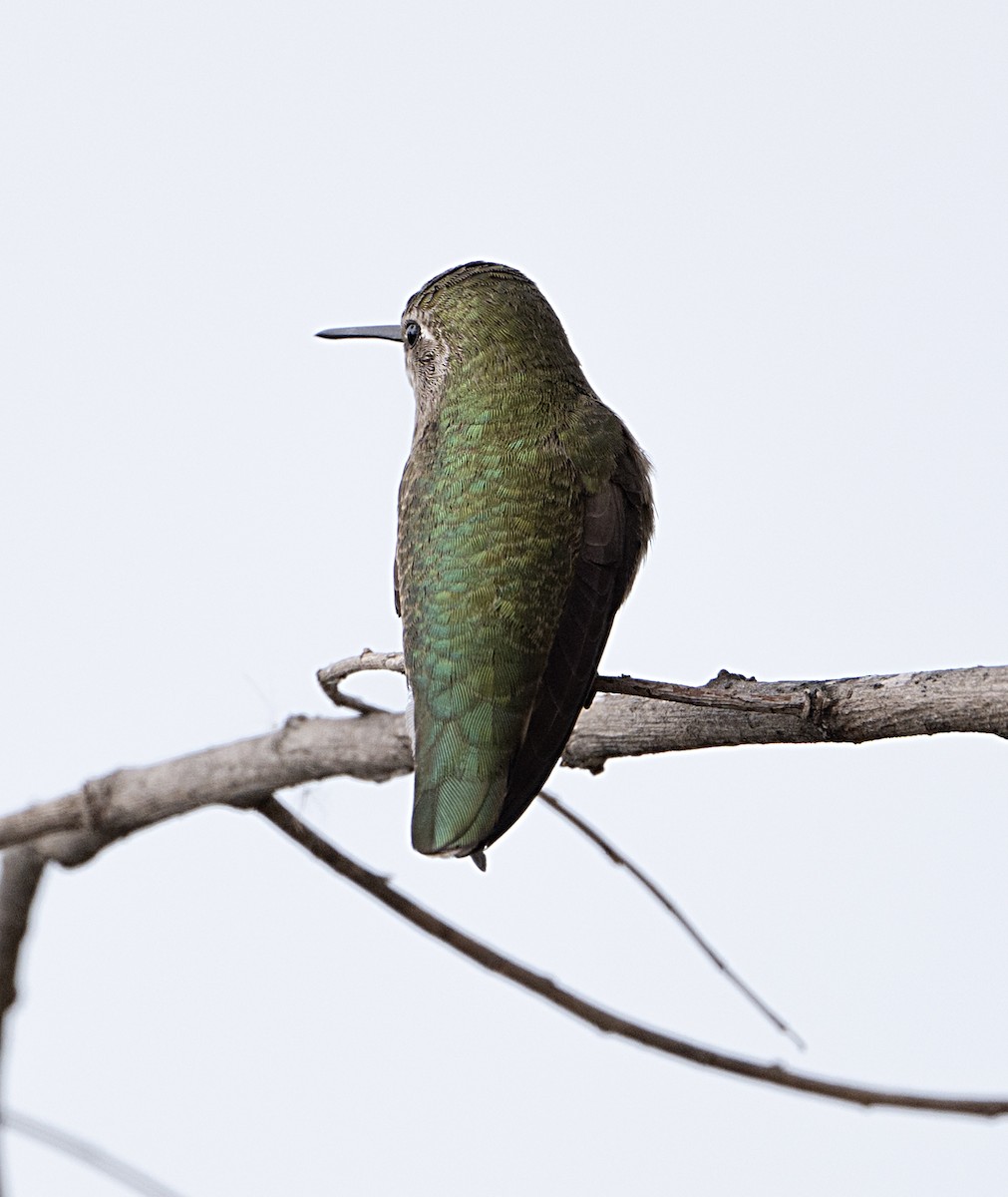 Anna's Hummingbird - ML652270153