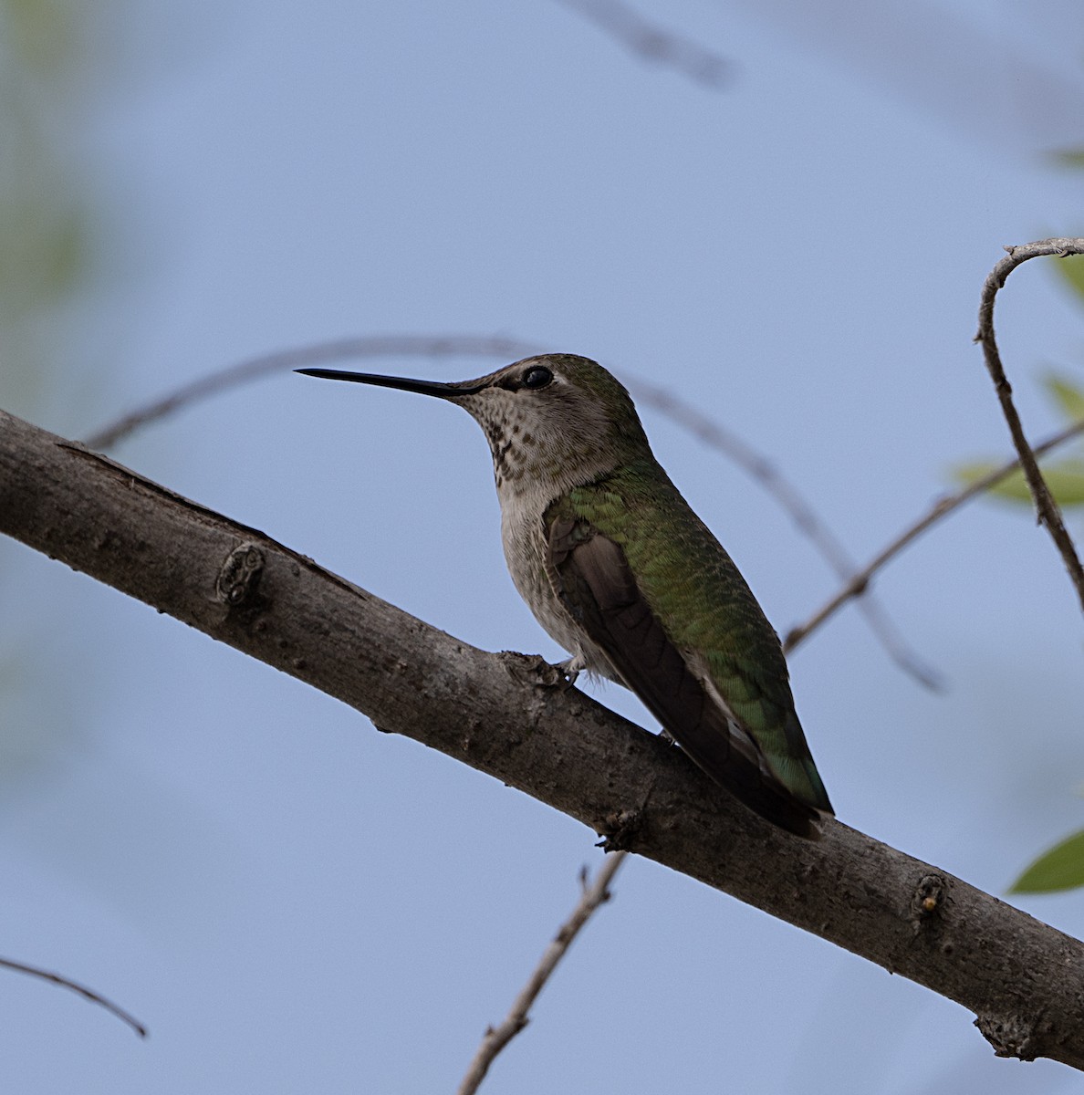 Anna's Hummingbird - ML652270154