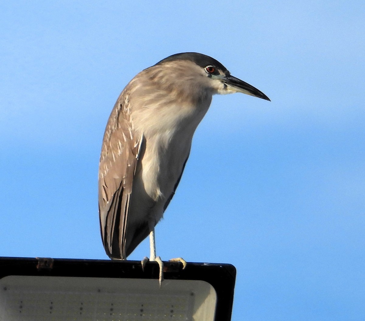 夜鷺 - ML652270173