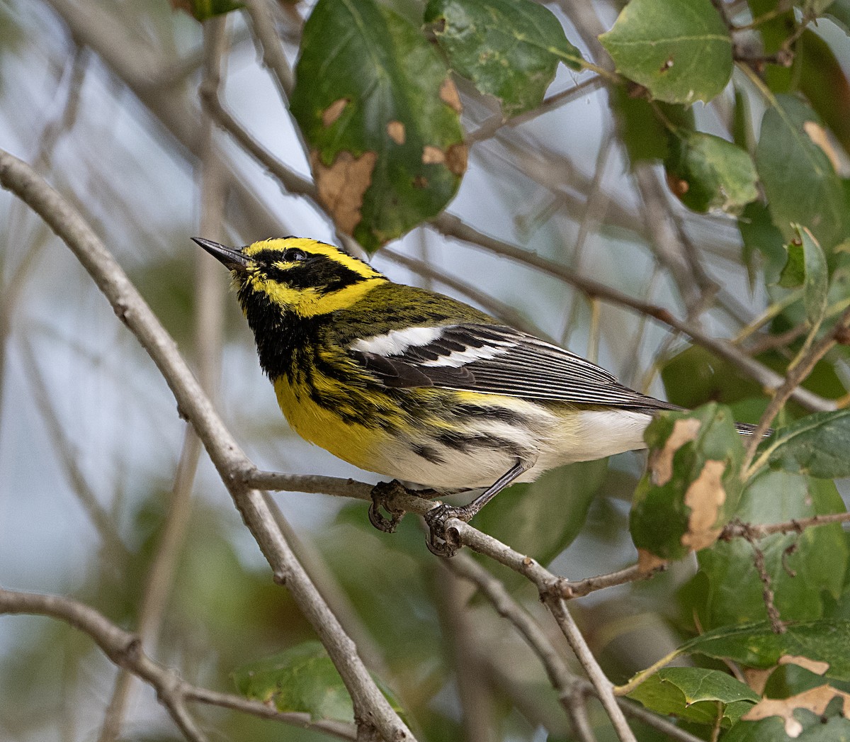 Townsend's Warbler - ML652270233