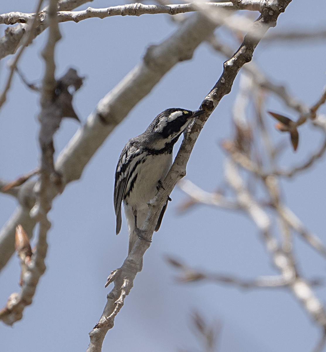 Black-throated Gray Warbler - ML652270244