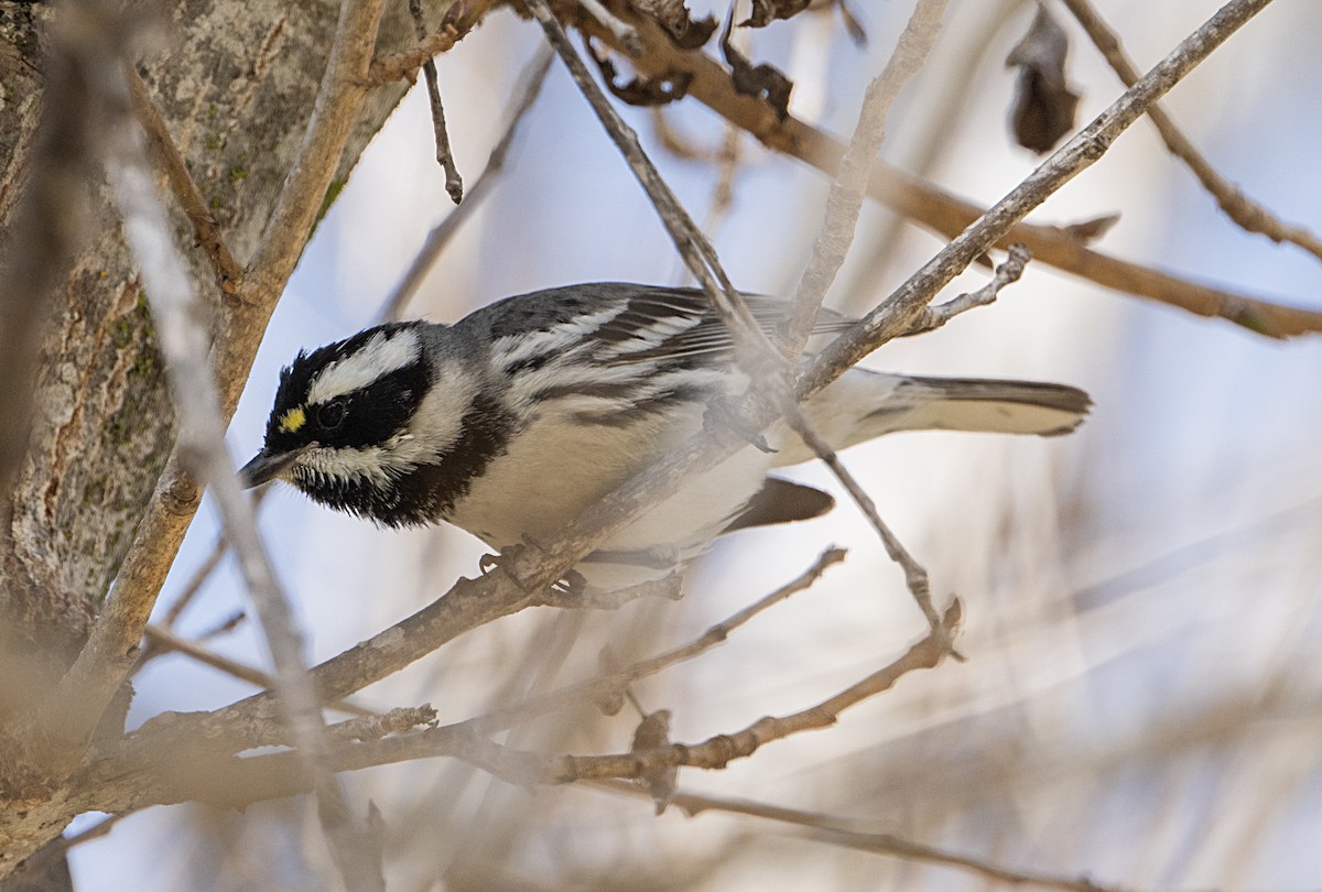 Black-throated Gray Warbler - ML652270245