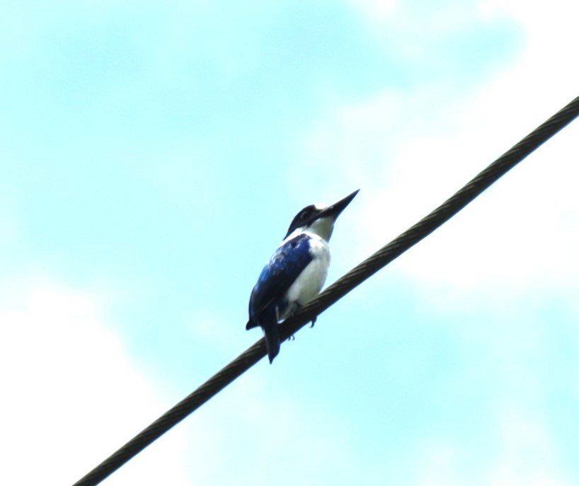 Blue-and-white Kingfisher - ML652270335