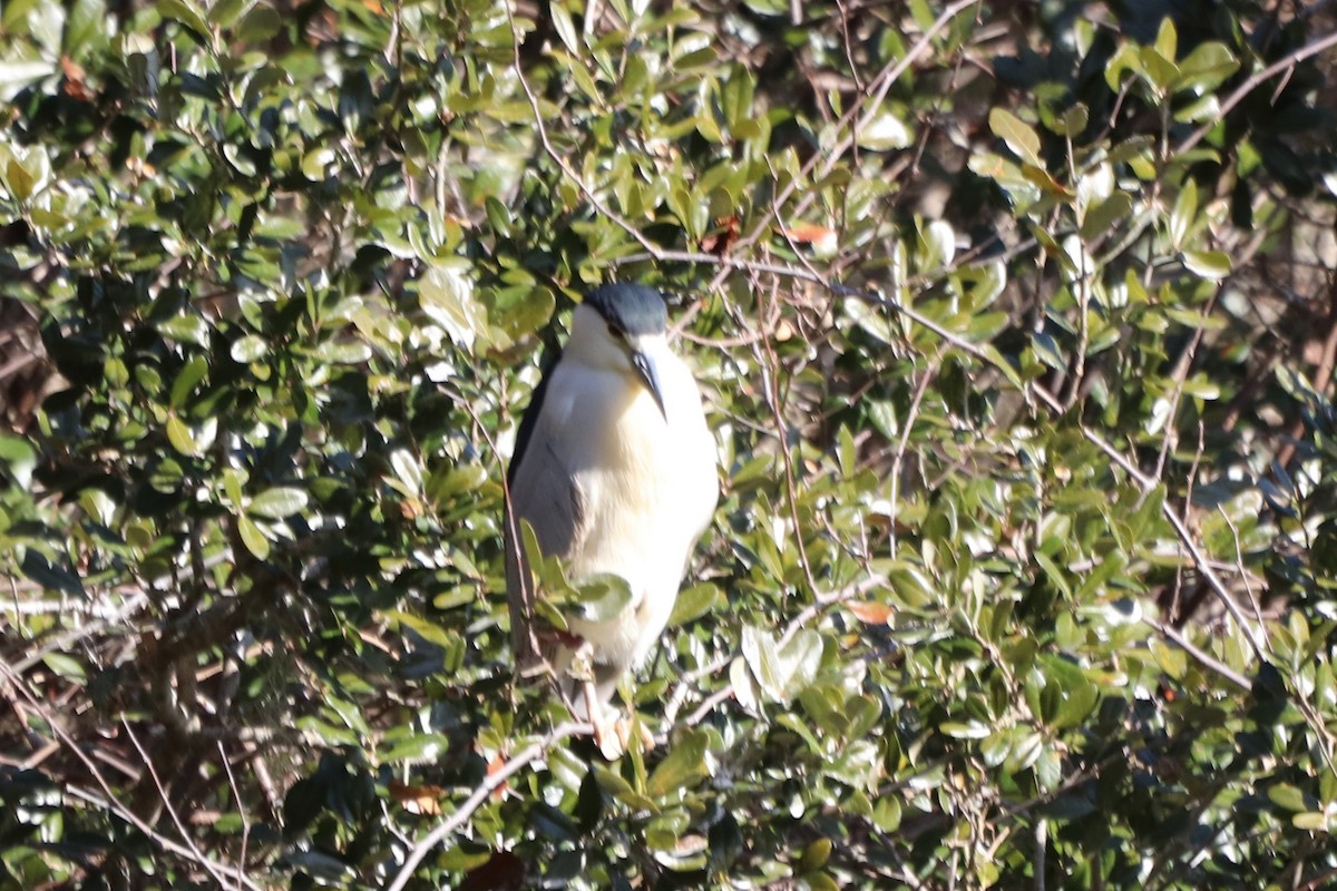 夜鷺 - ML652270659