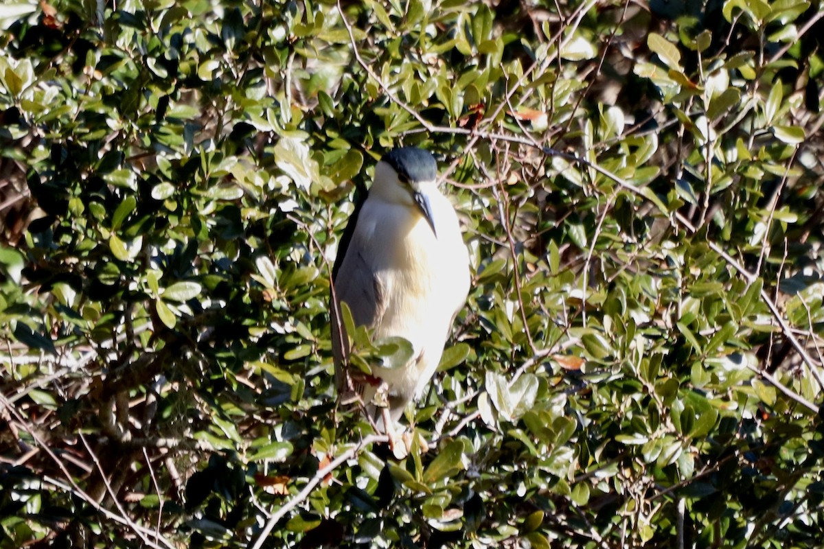 夜鷺 - ML652270660