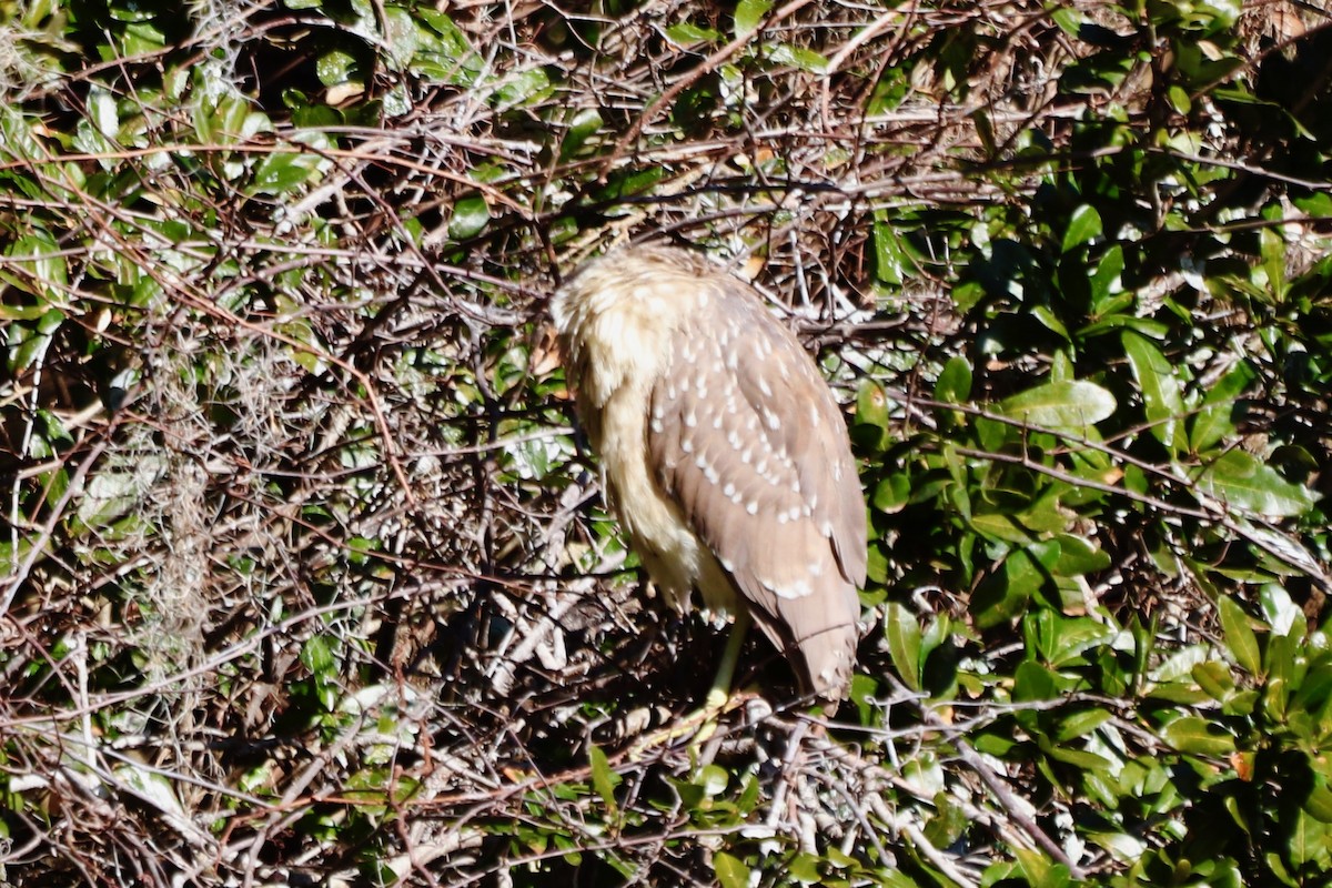 夜鷺 - ML652270661