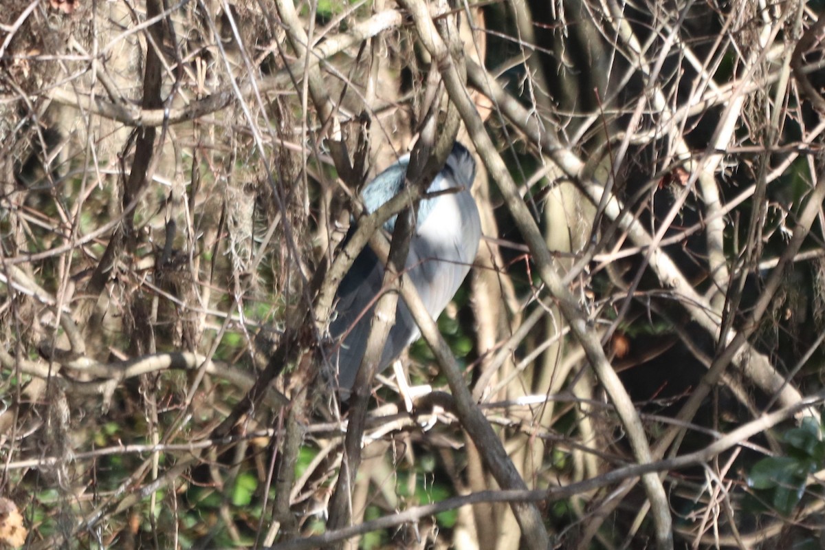 夜鷺 - ML652270662