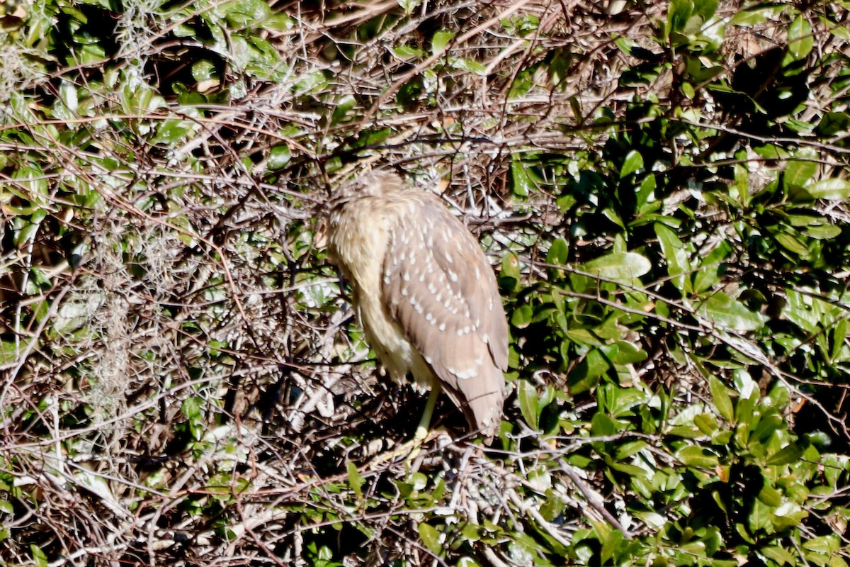 夜鷺 - ML652270663