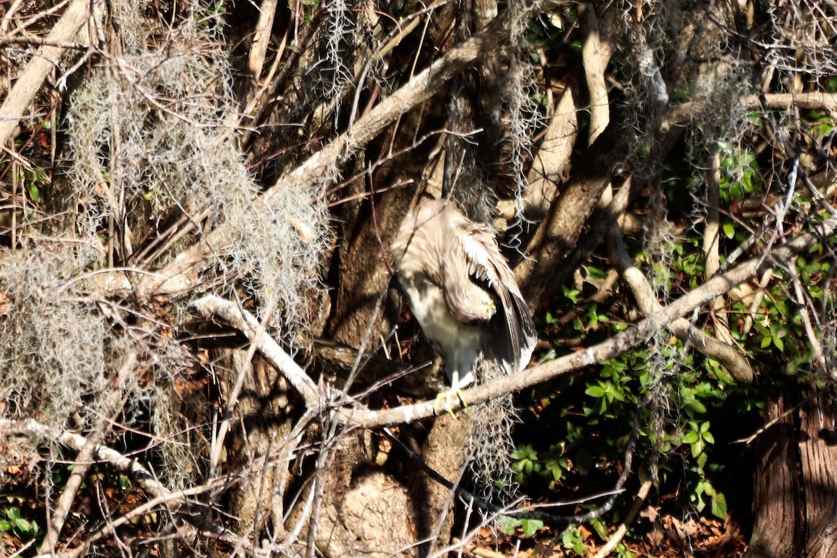 夜鷺 - ML652270664