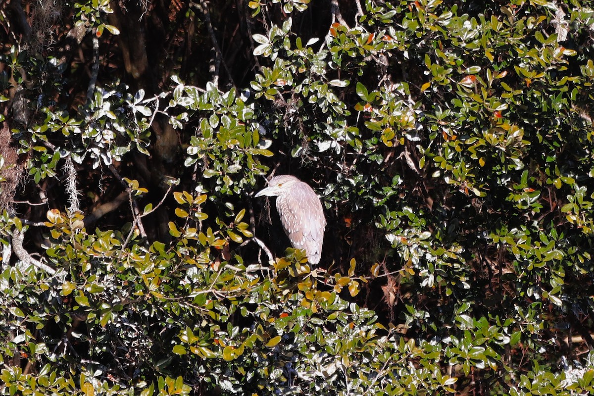 夜鷺 - ML652270665