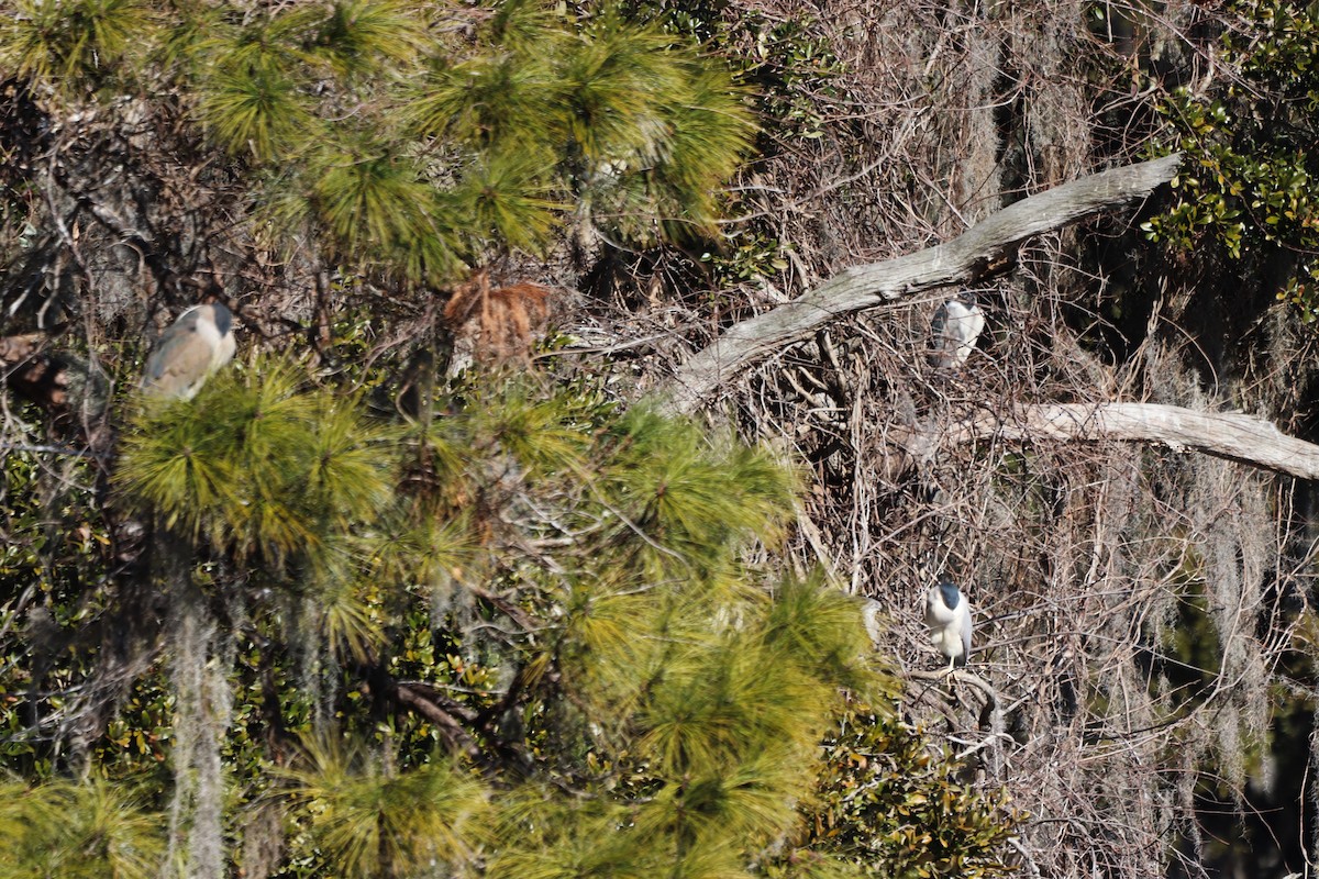 夜鷺 - ML652270666