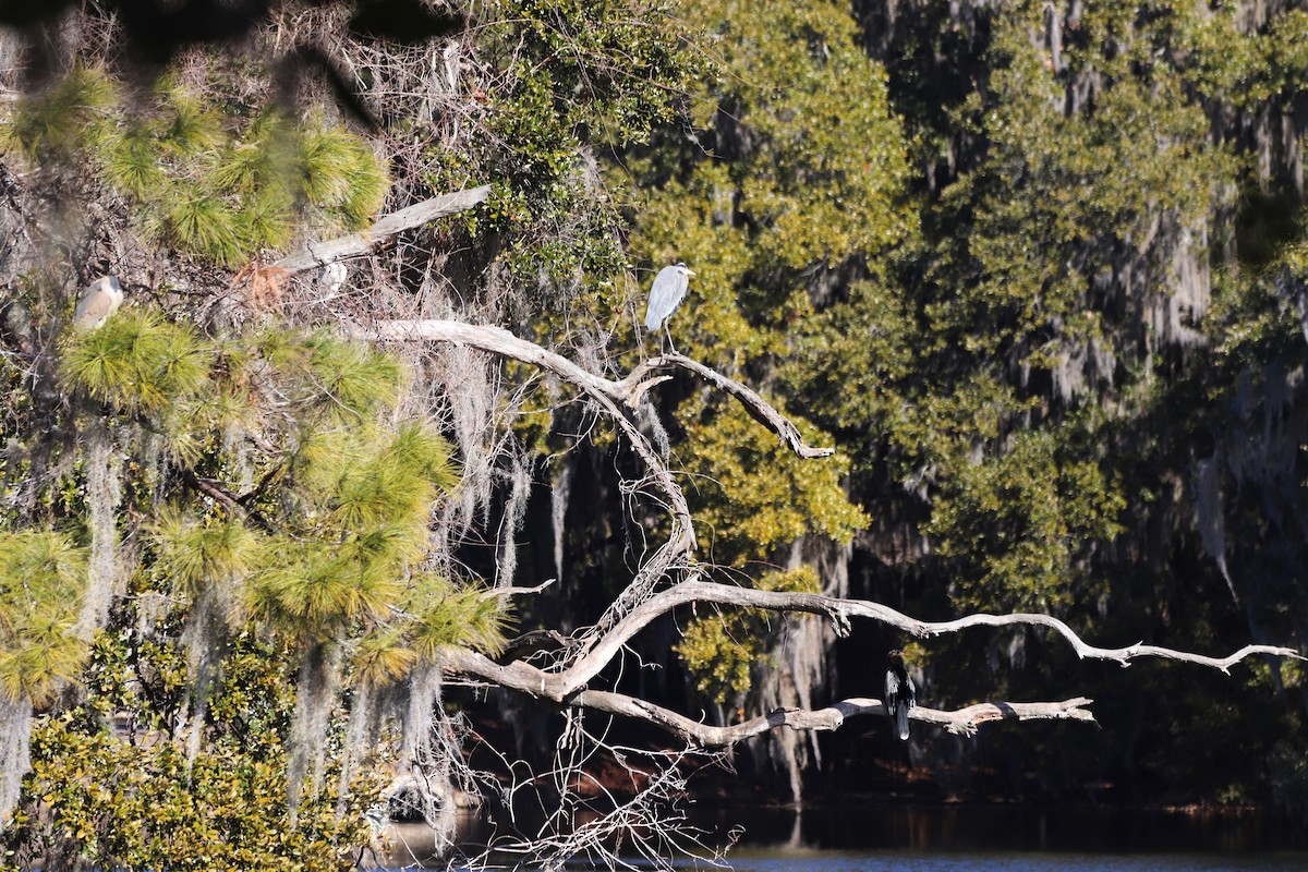 夜鷺 - ML652270667