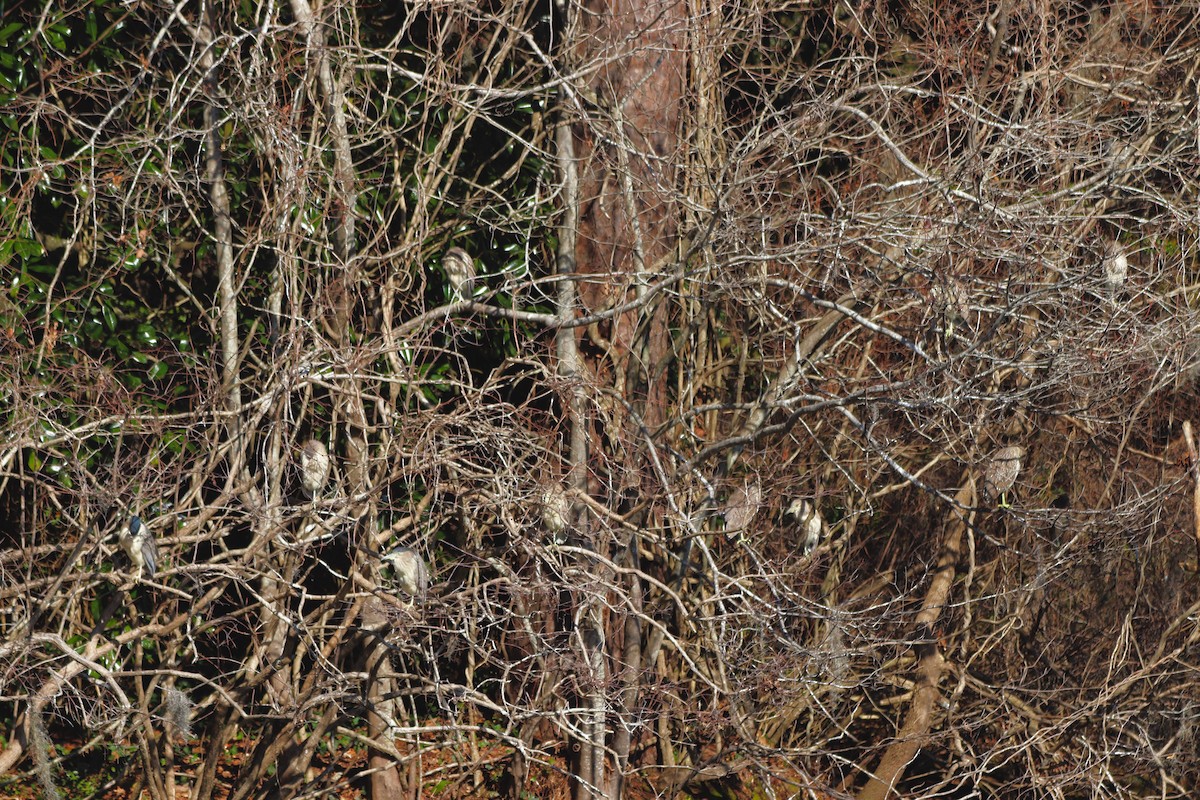 夜鷺 - ML652270668