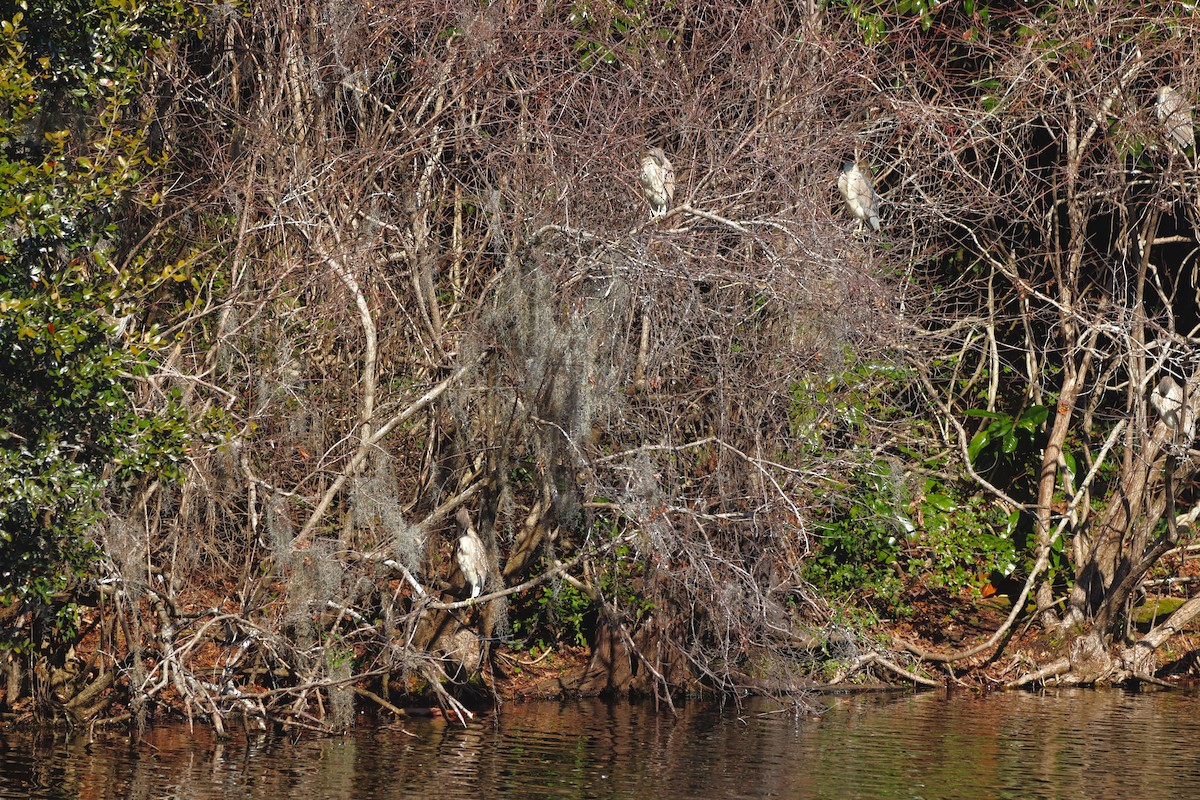 夜鷺 - ML652270669