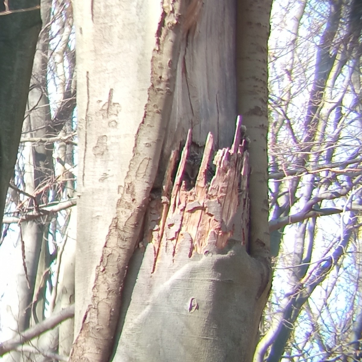 Habichtskauz - ML652270677