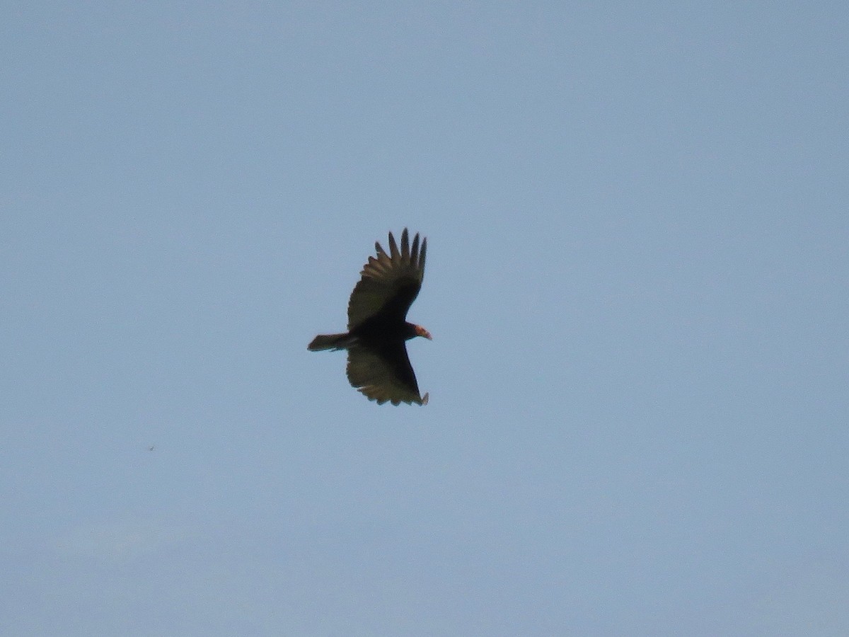 Lesser Yellow-headed Vulture - ML65227071