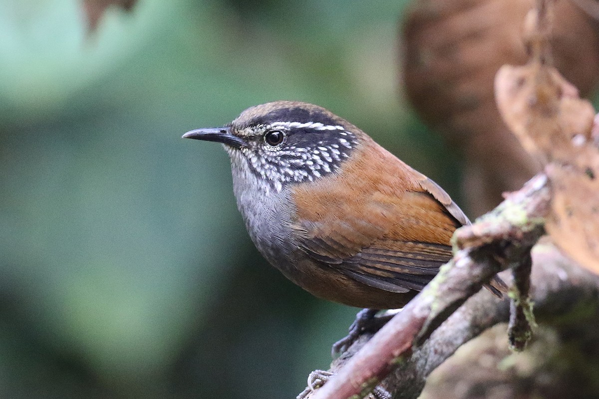 Gray-breasted Wood-Wren - ML65227081