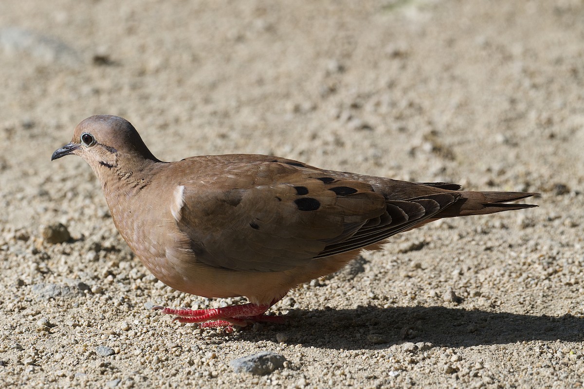 Eared Dove - ML652270885