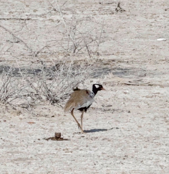 Белокрылый корхан - ML652271020