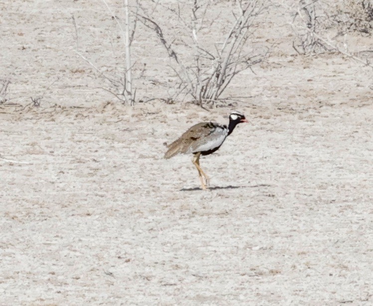 Белокрылый корхан - ML652271021